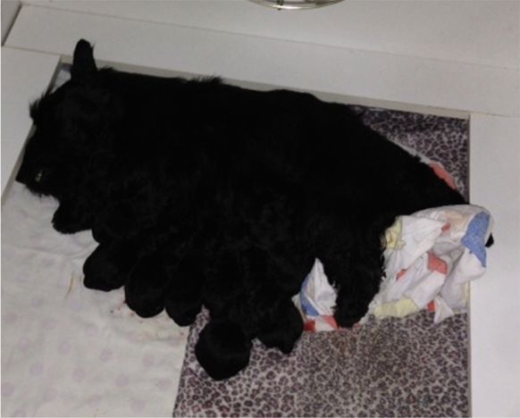 Pointchester pups born 29/05/2014